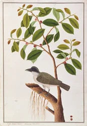 Grand échenilleur, tiré de Dessins d